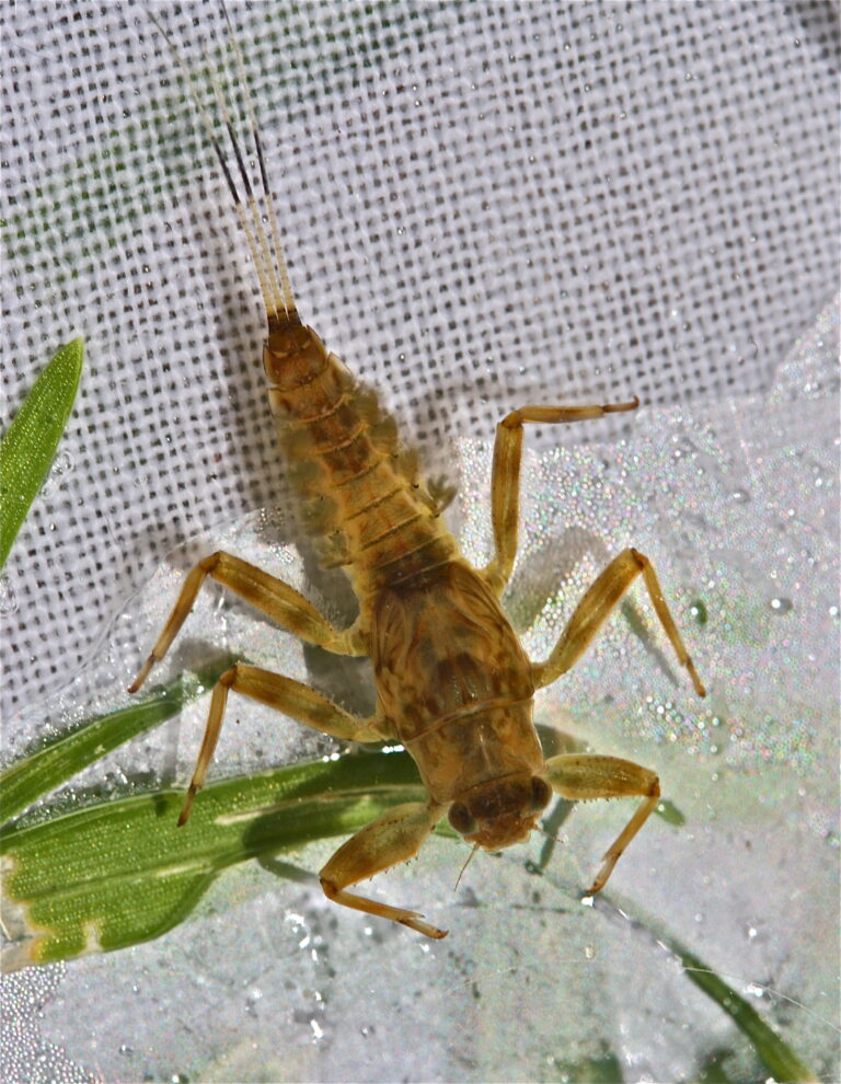 Drunella coloradensis