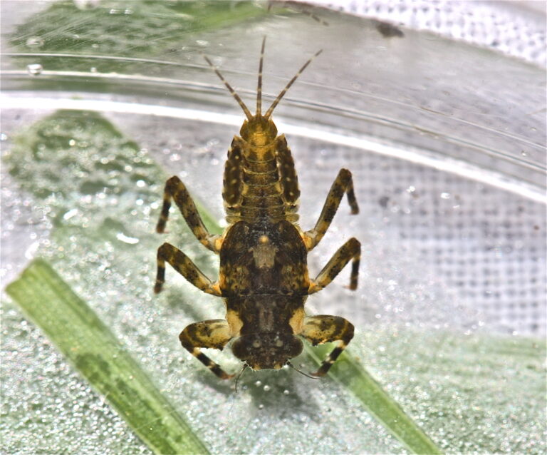 Drunella tuberculata Drunella tuberculata