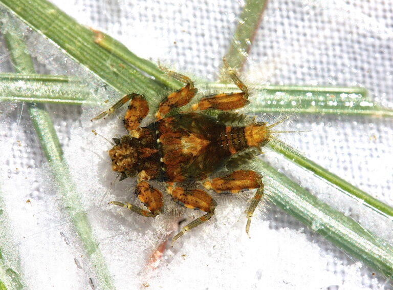 Drunella walkeri