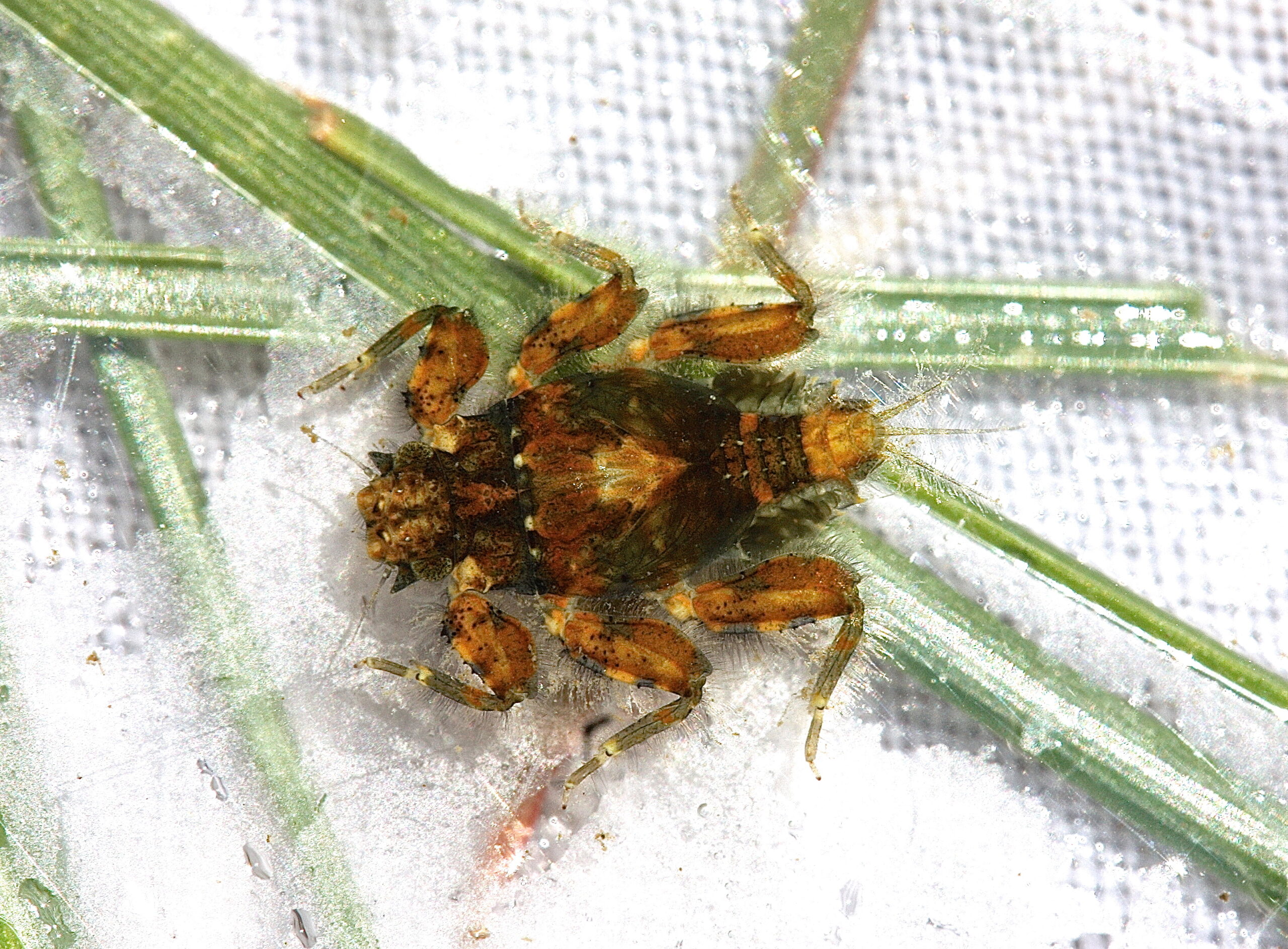Drunella walkeri