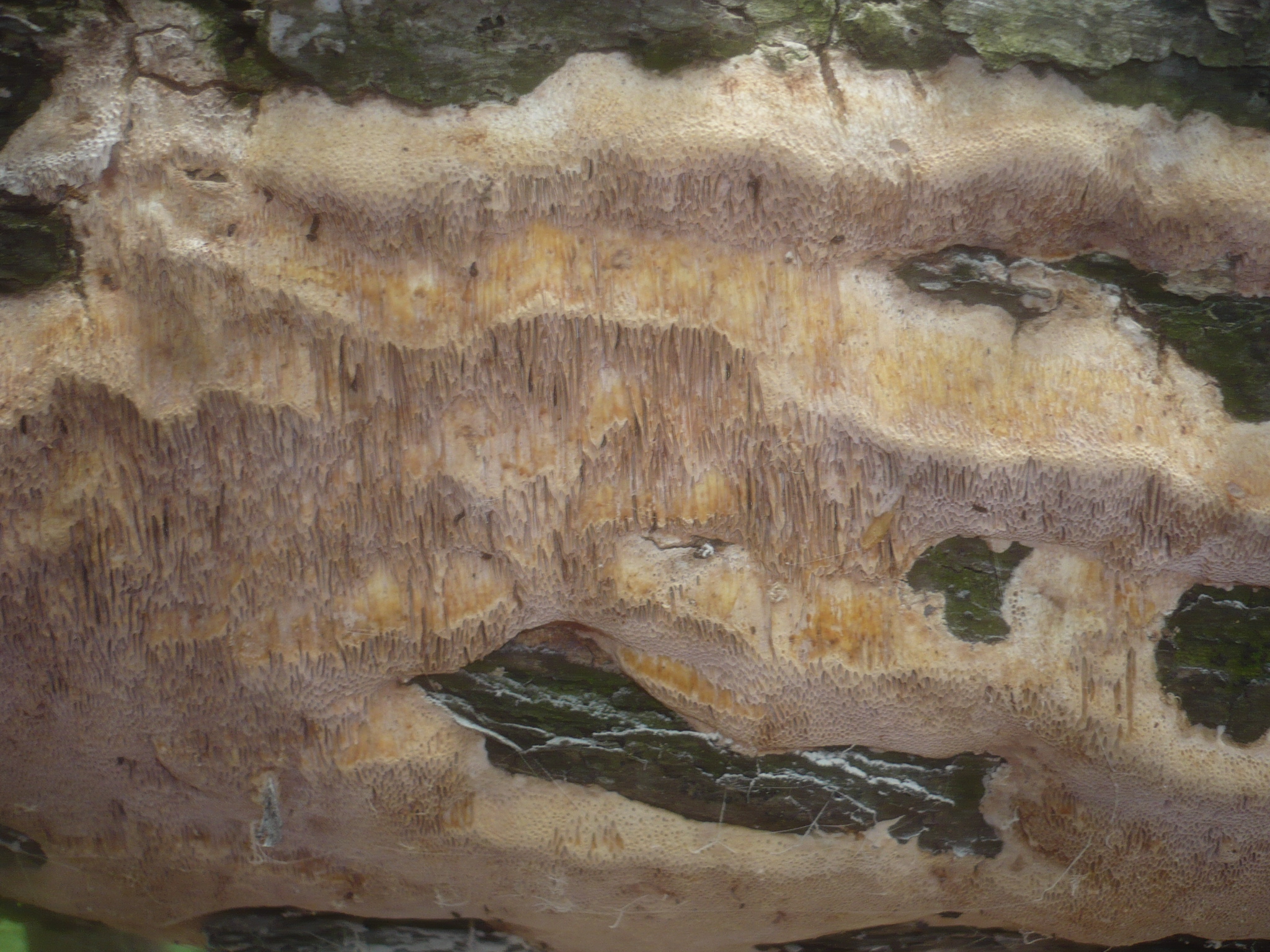 dubovnice střevovitá (Pachykytospora tuberculosa)