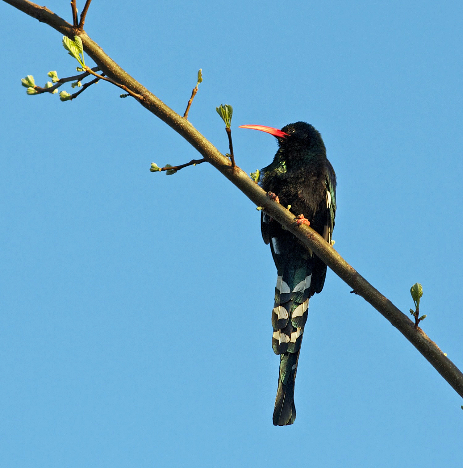 dudkovec stromový (Phoeniculus purpureus)