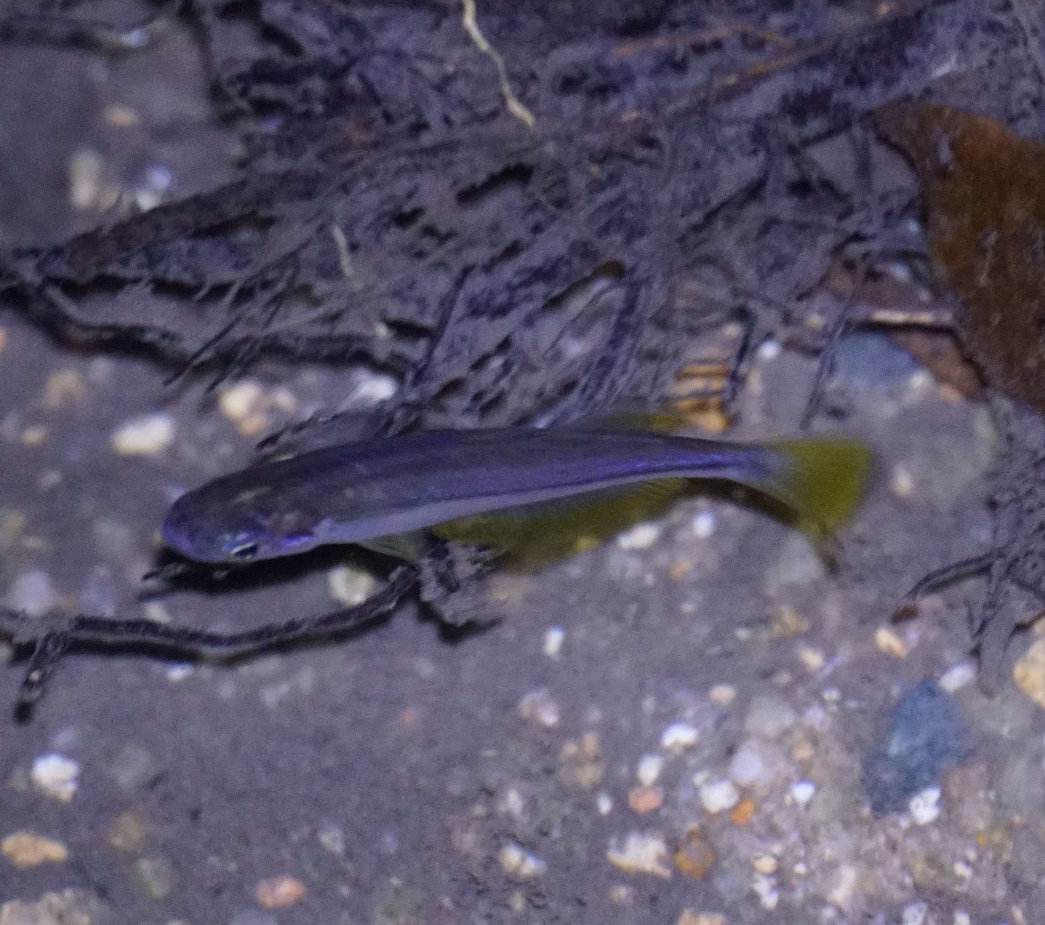 Duhovka queenslandská (Cairnsichthys rhombosomoides)