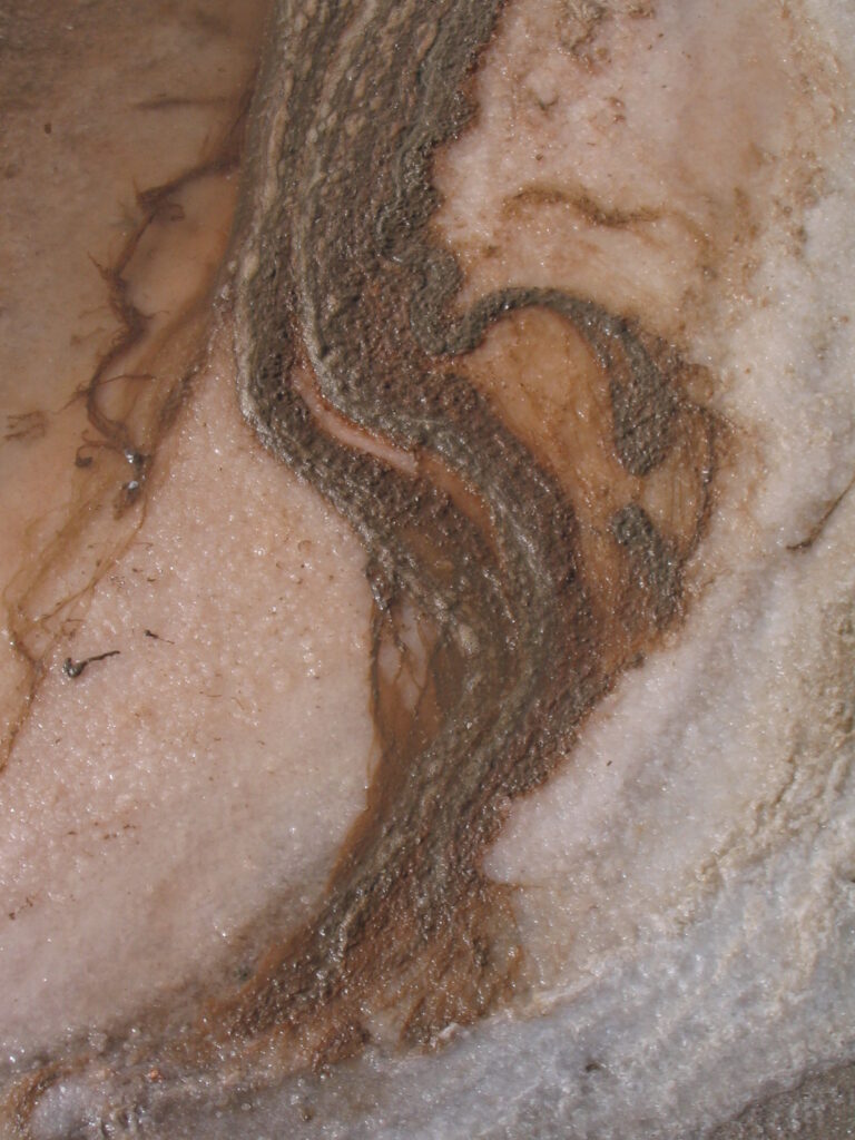 Dunaliella salina