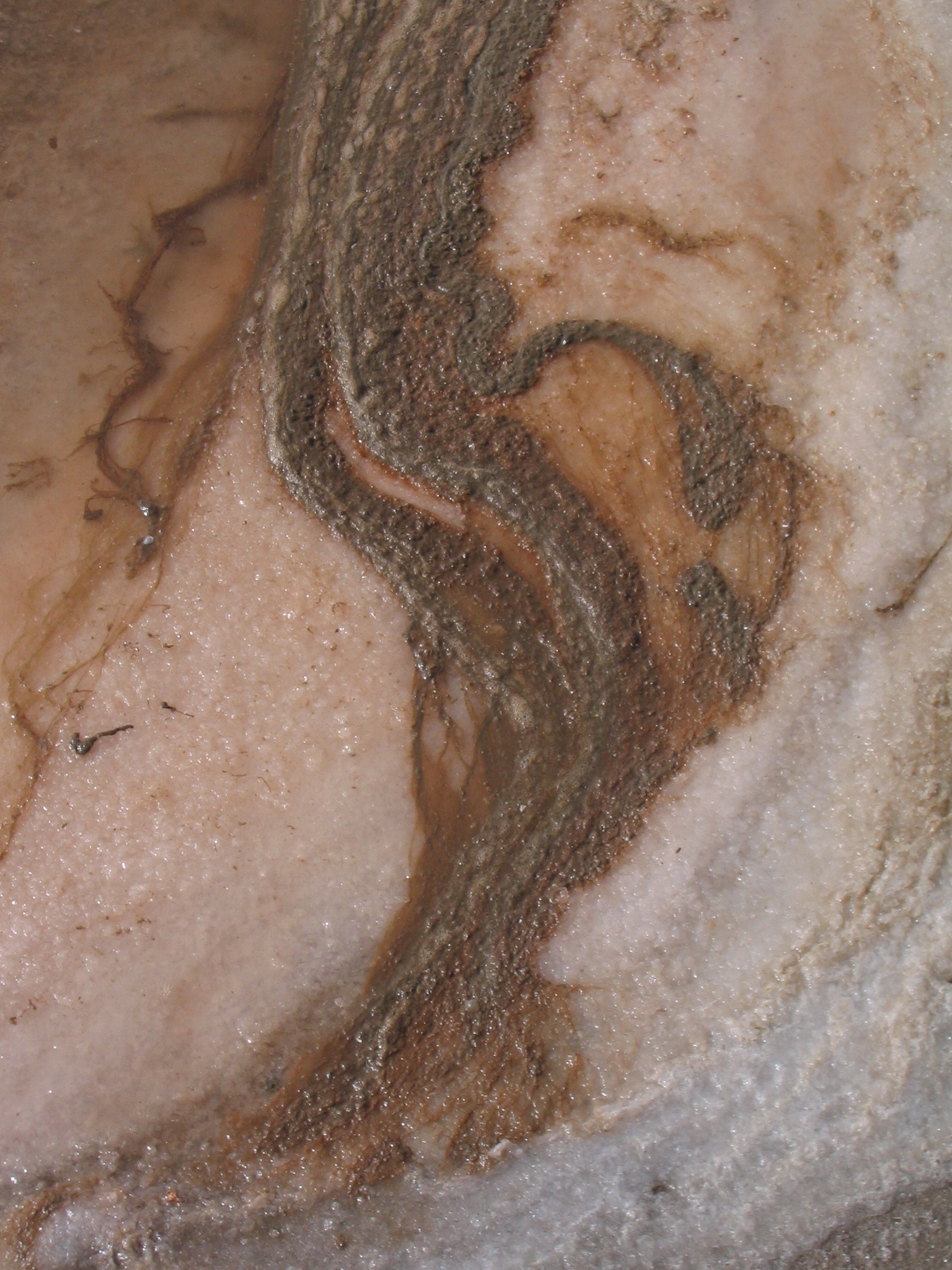 Dunaliella salina