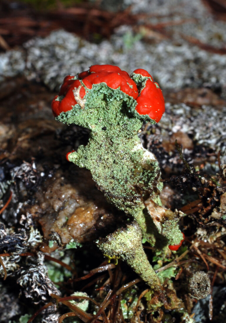 dutohlávka červcová (Cladonia coccifera)