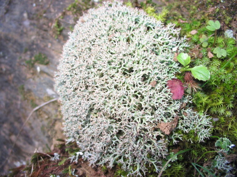 dutohlávka horská (Cladonia stellaris)