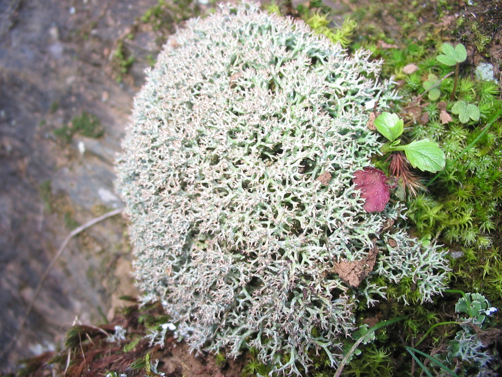 dutohlávka horská (Cladonia stellaris)
