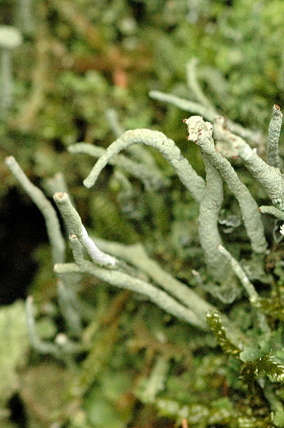 Dutohlávka kuželovitá (Cladonia coniocraea)
