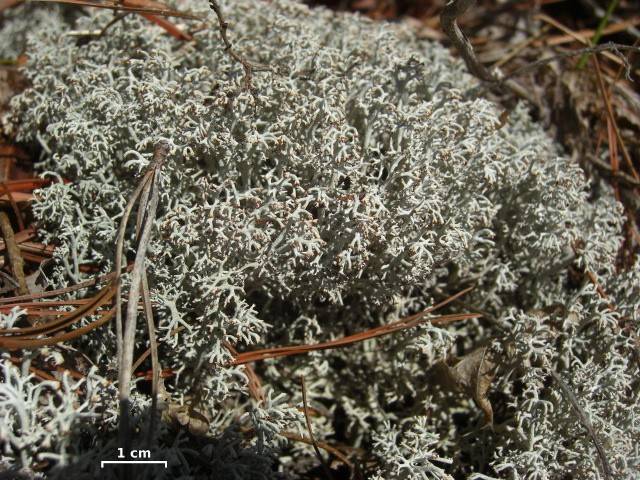 Dutohlávka sobí (Cladonia rangiferina)