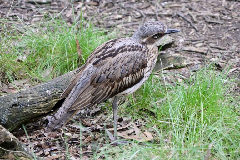 dytík velký (Burhinus grallarius)