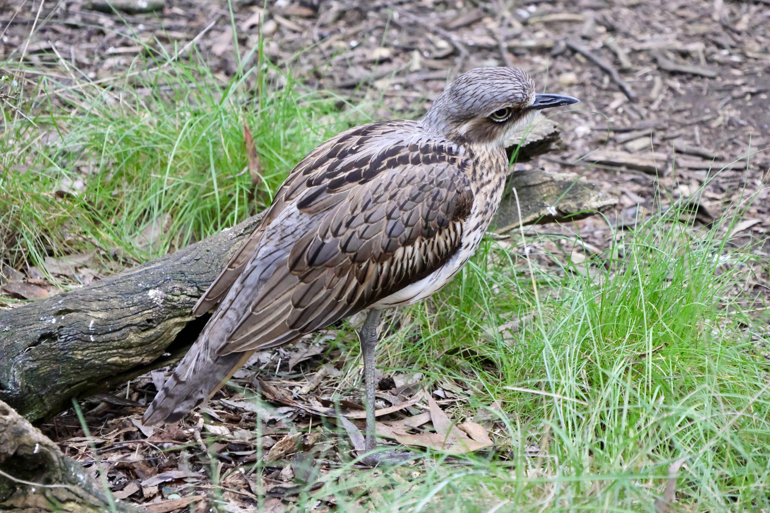 dytík velký (Burhinus grallarius)