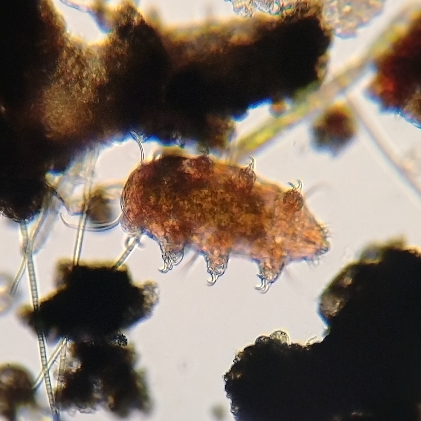 Echiniscus testudo