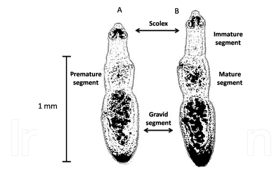 Echinococcus shiquicus