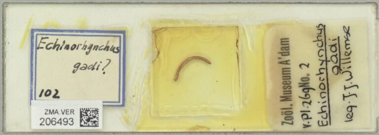 Echinorhynchus gadi Echinorhynchus gadi