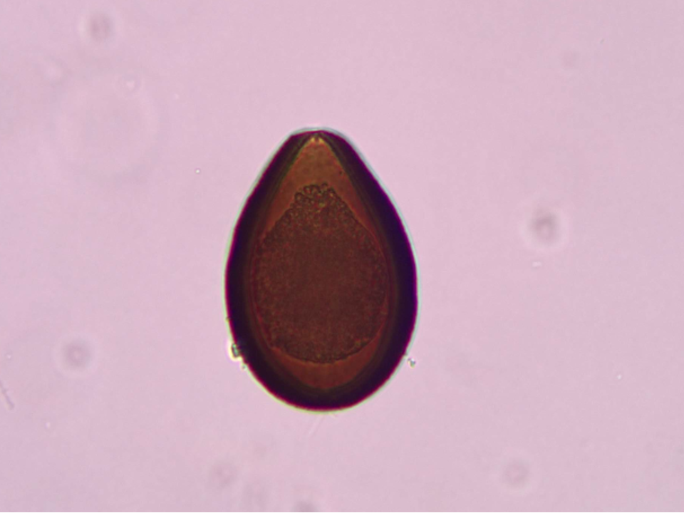 Eimeria leuckarti