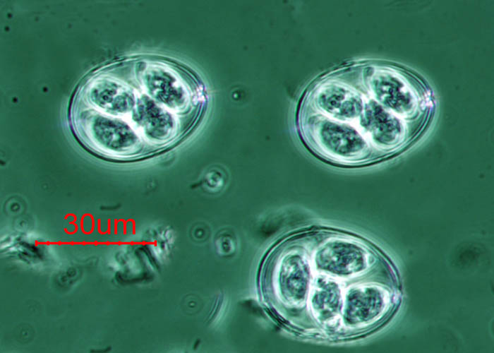 Eimeria maxima Eimeria maxima