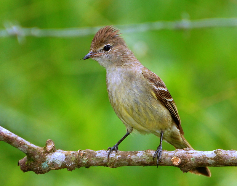 elenie chocholatá (Elaenia flavogaster)