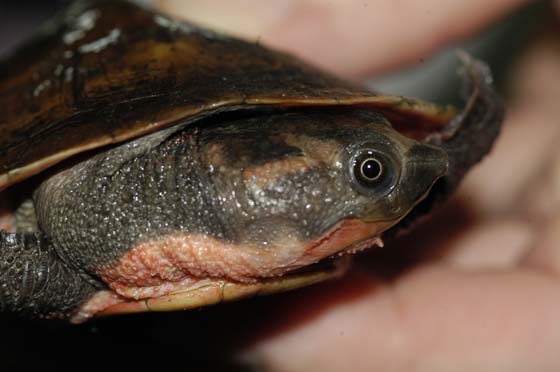 Elseya rhodini (Elseya rhodini)