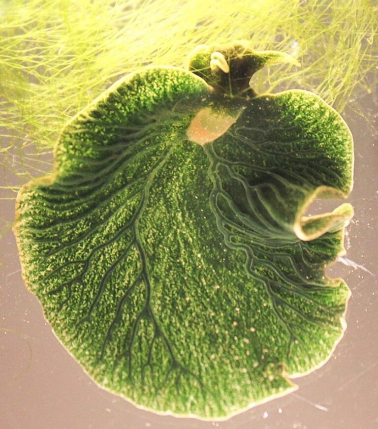 Elysia chlorotica (Elysia chlorotica)