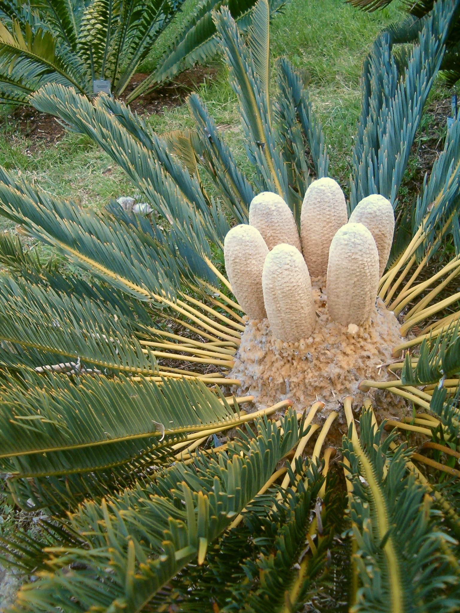 Encephalartos friderici-guilielmi