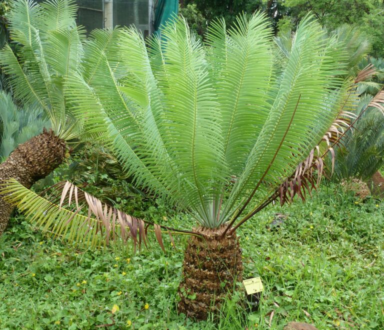 Encephalartos inopinus