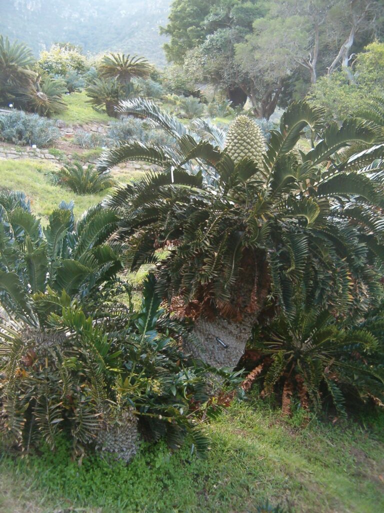 Encephalartos latifrons