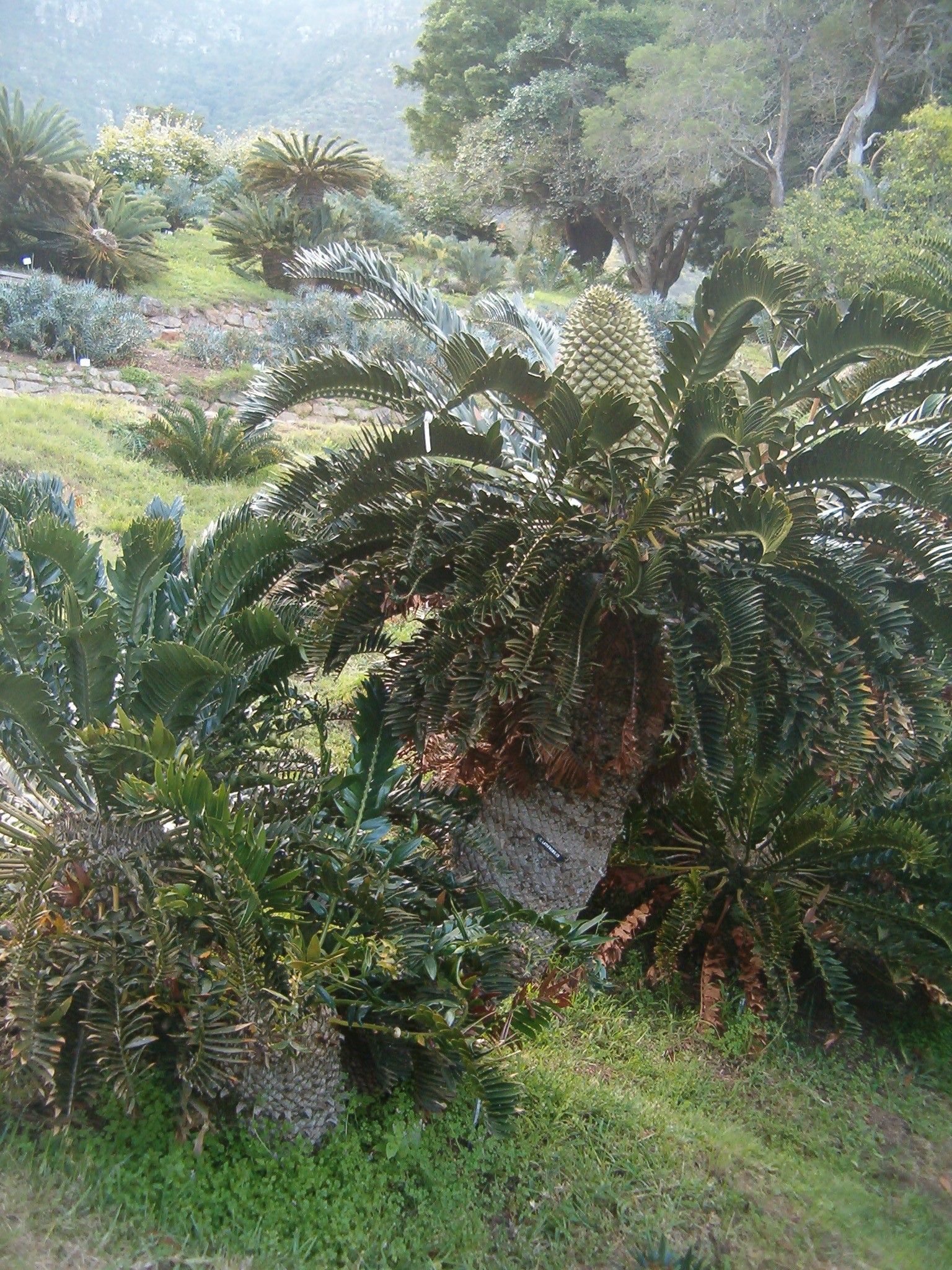 Encephalartos latifrons