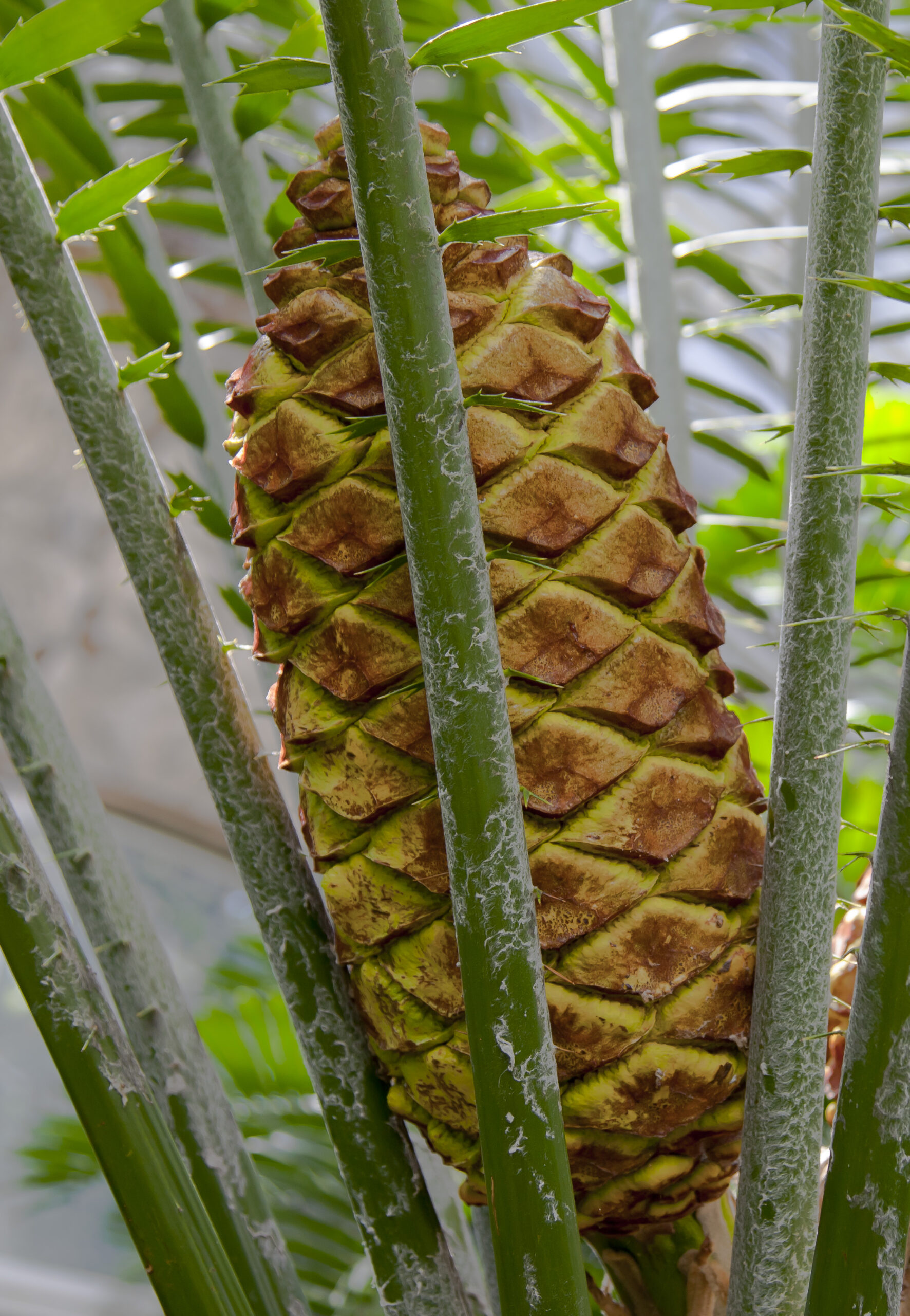 Encephalartos laurentianus