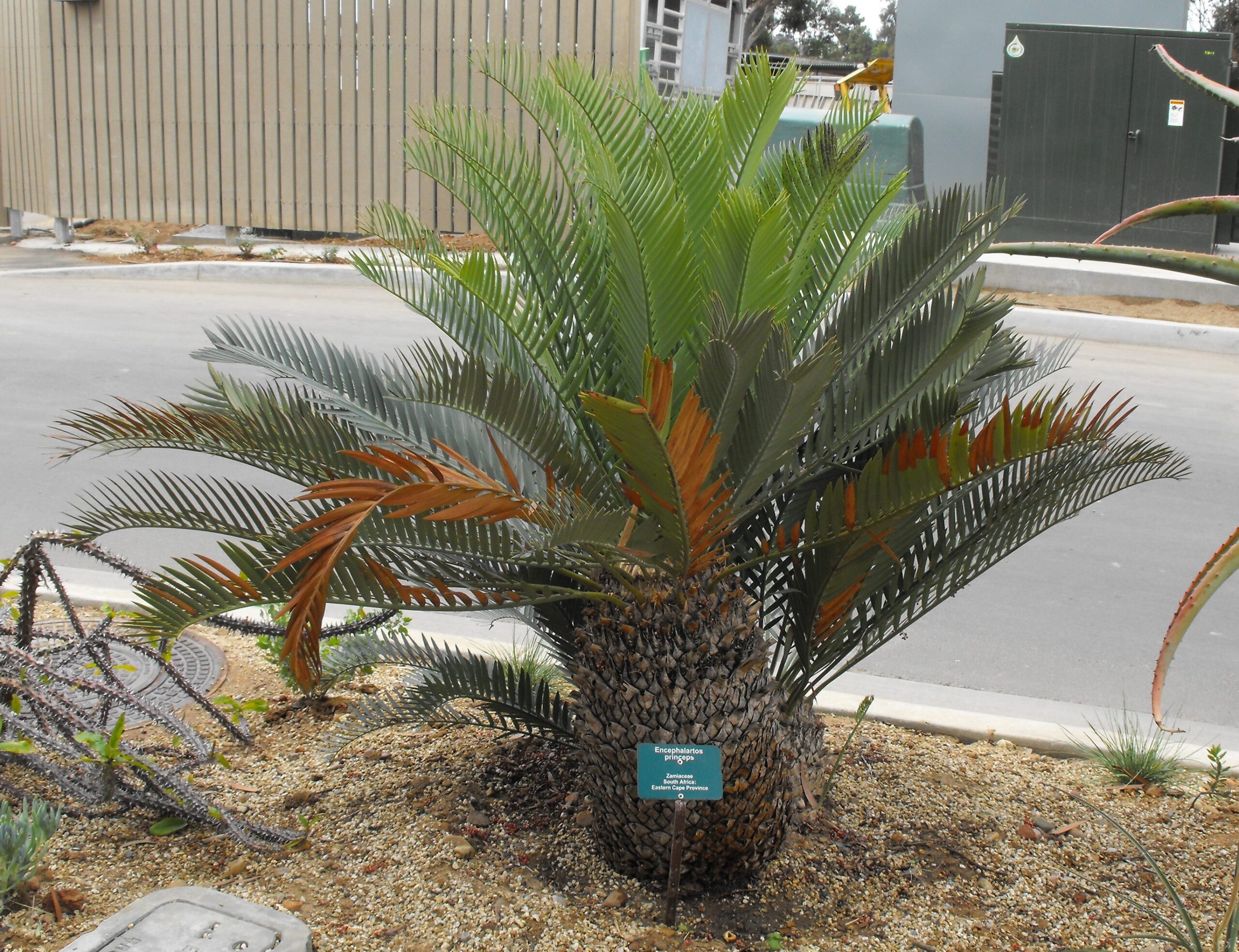 Encephalartos princeps