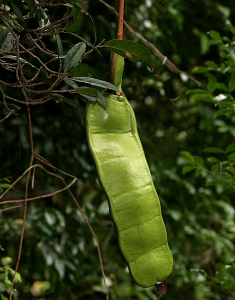 Entada rheedii (Entada rheedei)