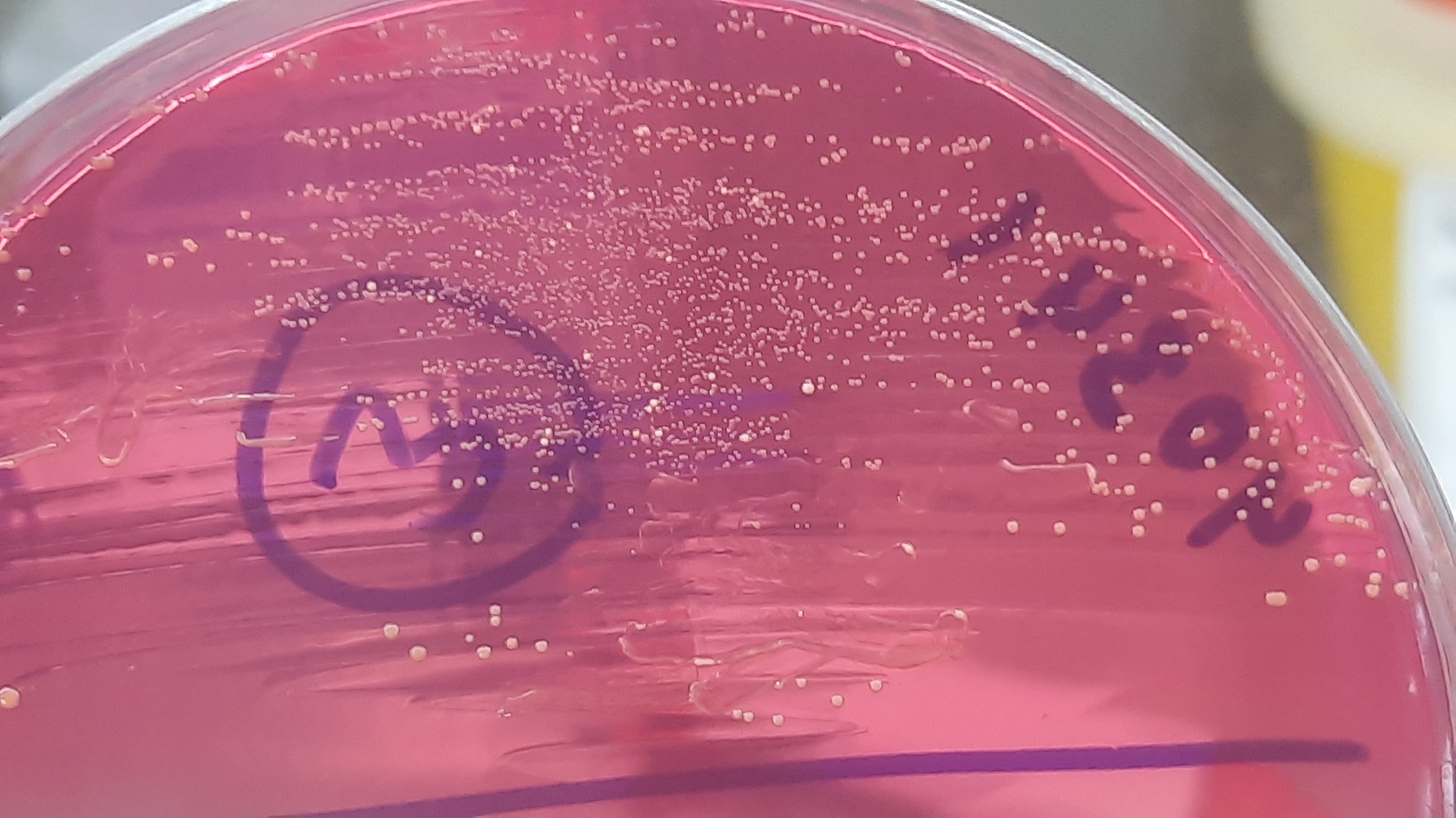Enterococcus durans