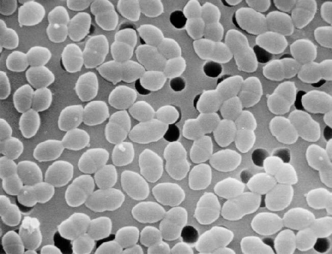 Enterococcus faecium Enterococcus faecium