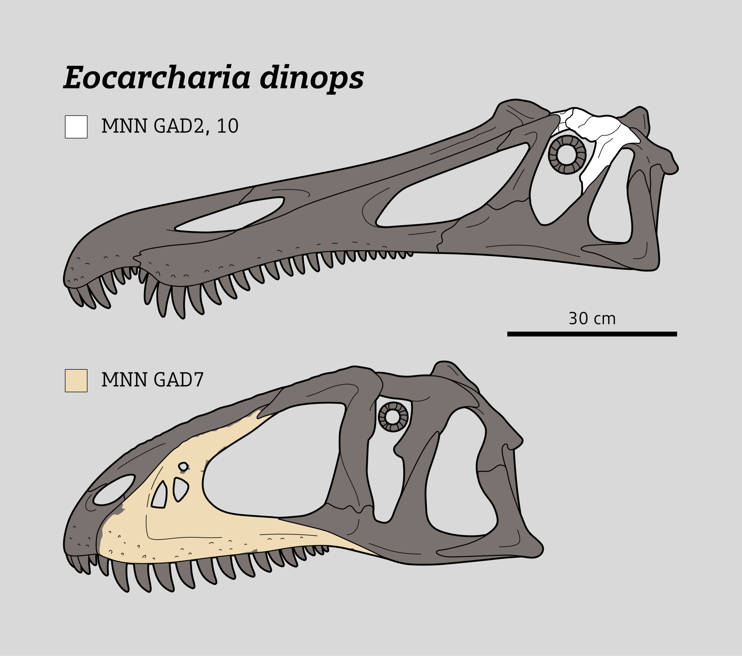 Eocarcharia
