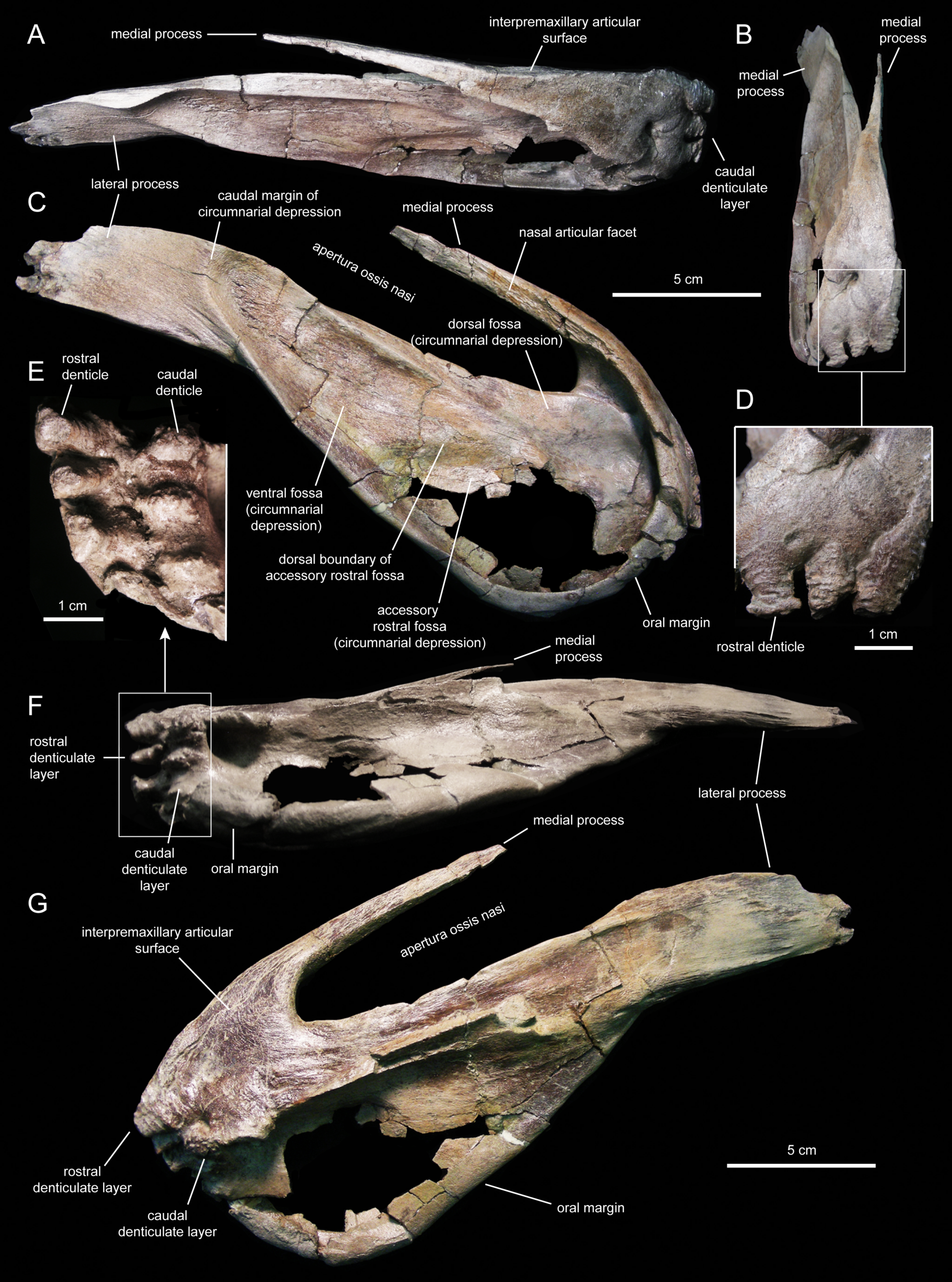 Eotrachodon