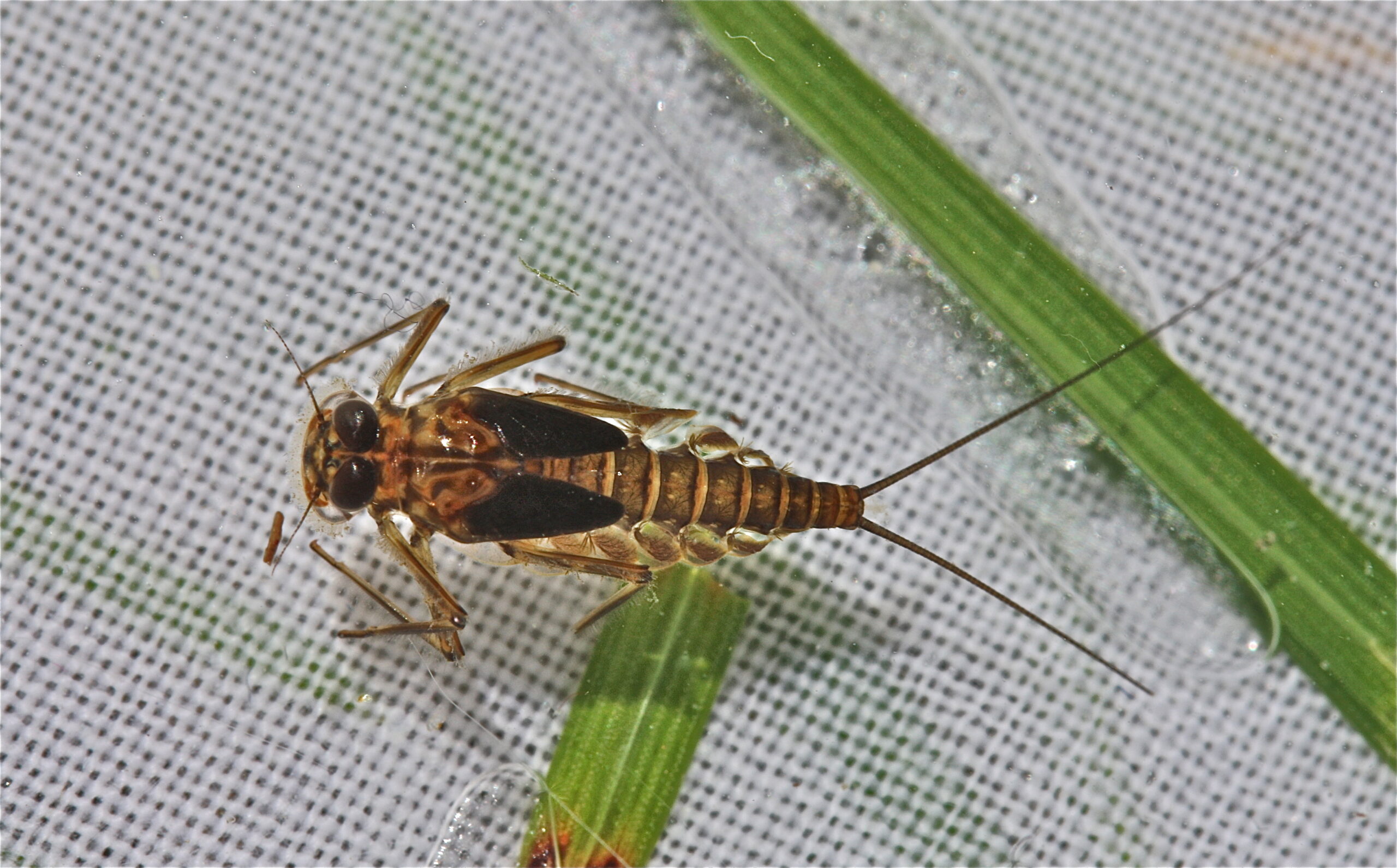 Epeorus deceptivus