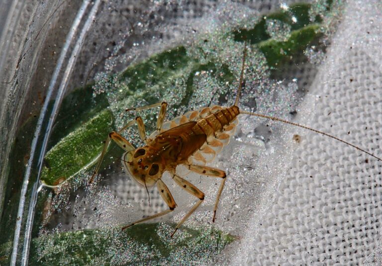 Epeorus longimanus