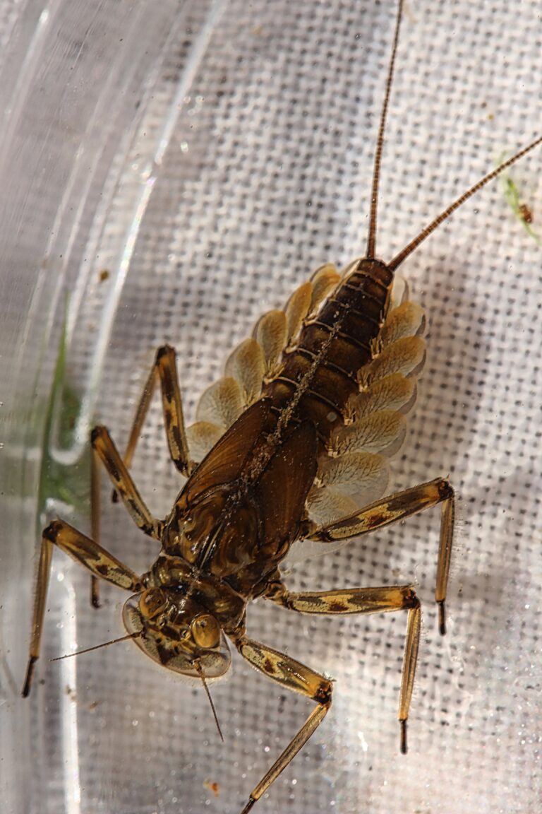 Epeorus pleuralis