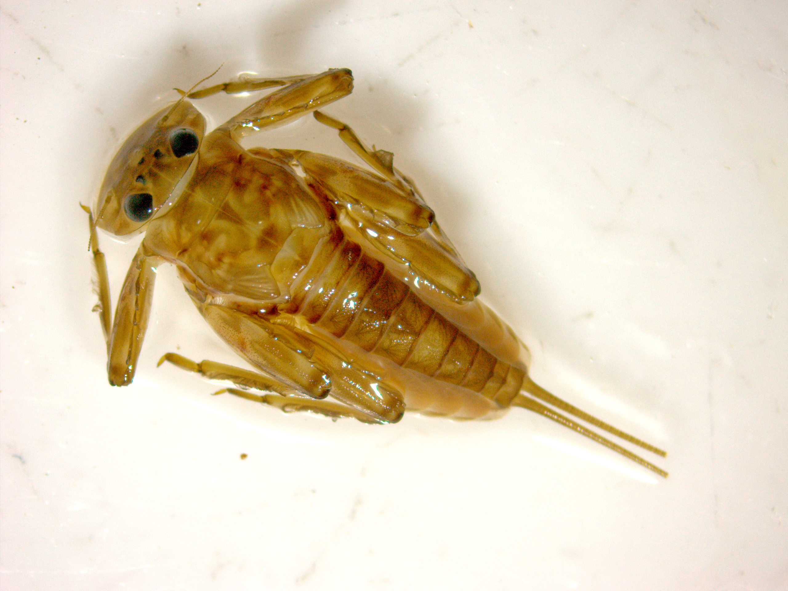 Epeorus sylvicola