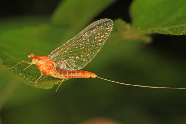 Epeorus vitreus