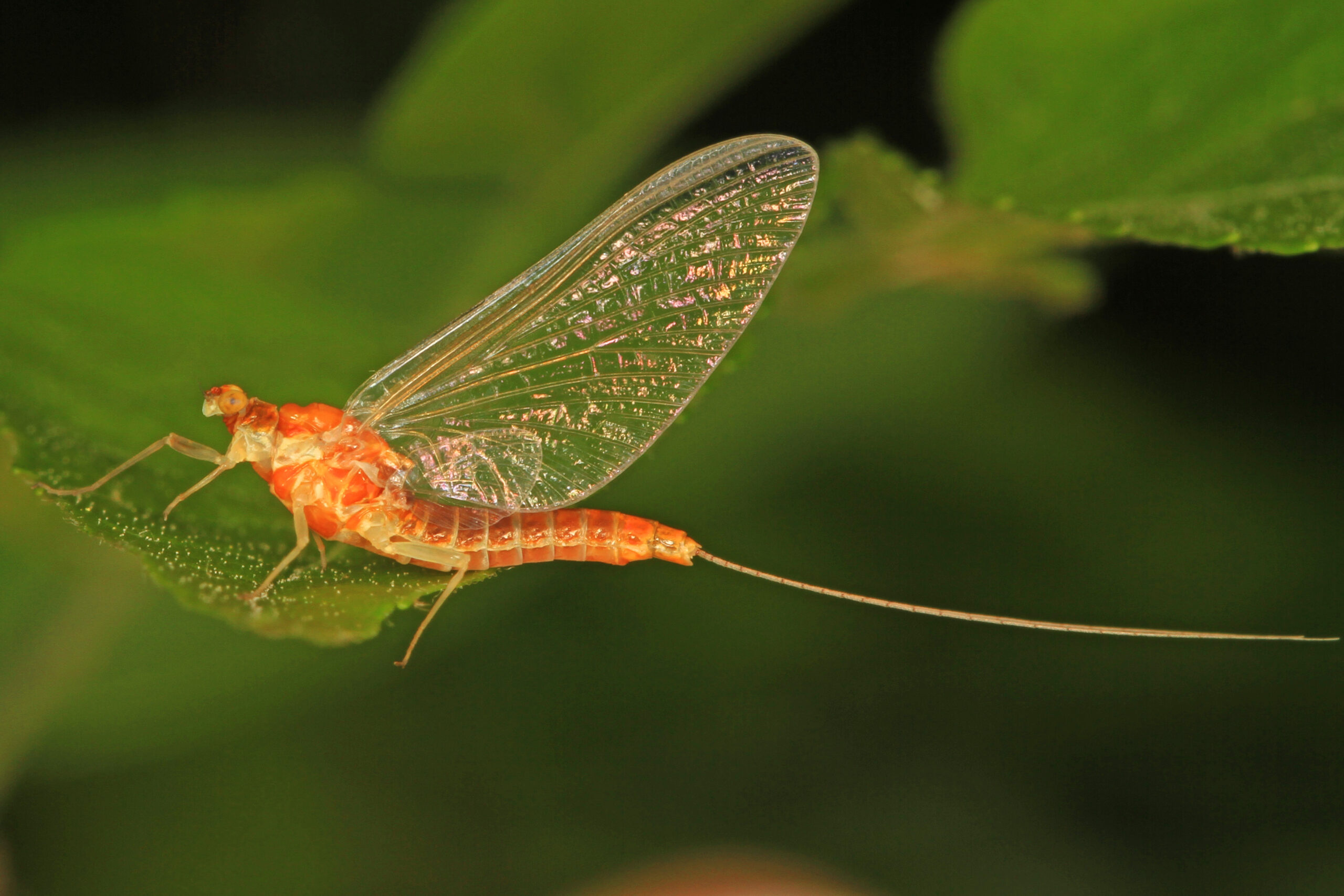 Epeorus vitreus