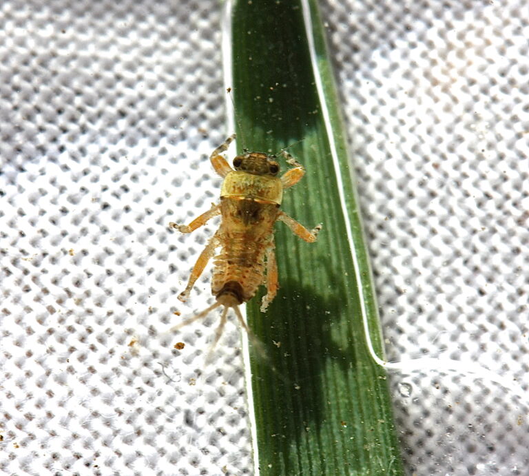 Ephemerella subvaria