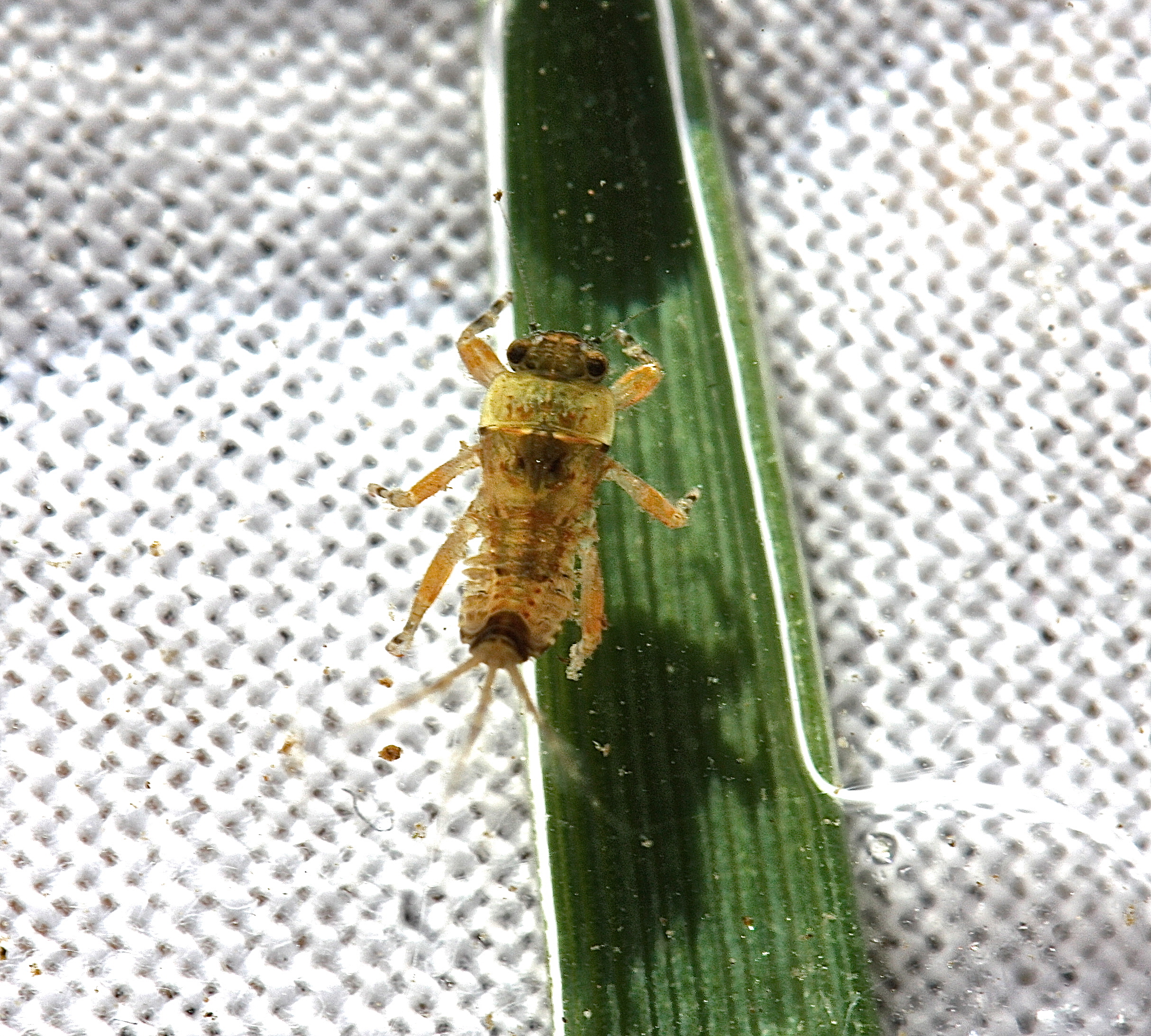 Ephemerella subvaria