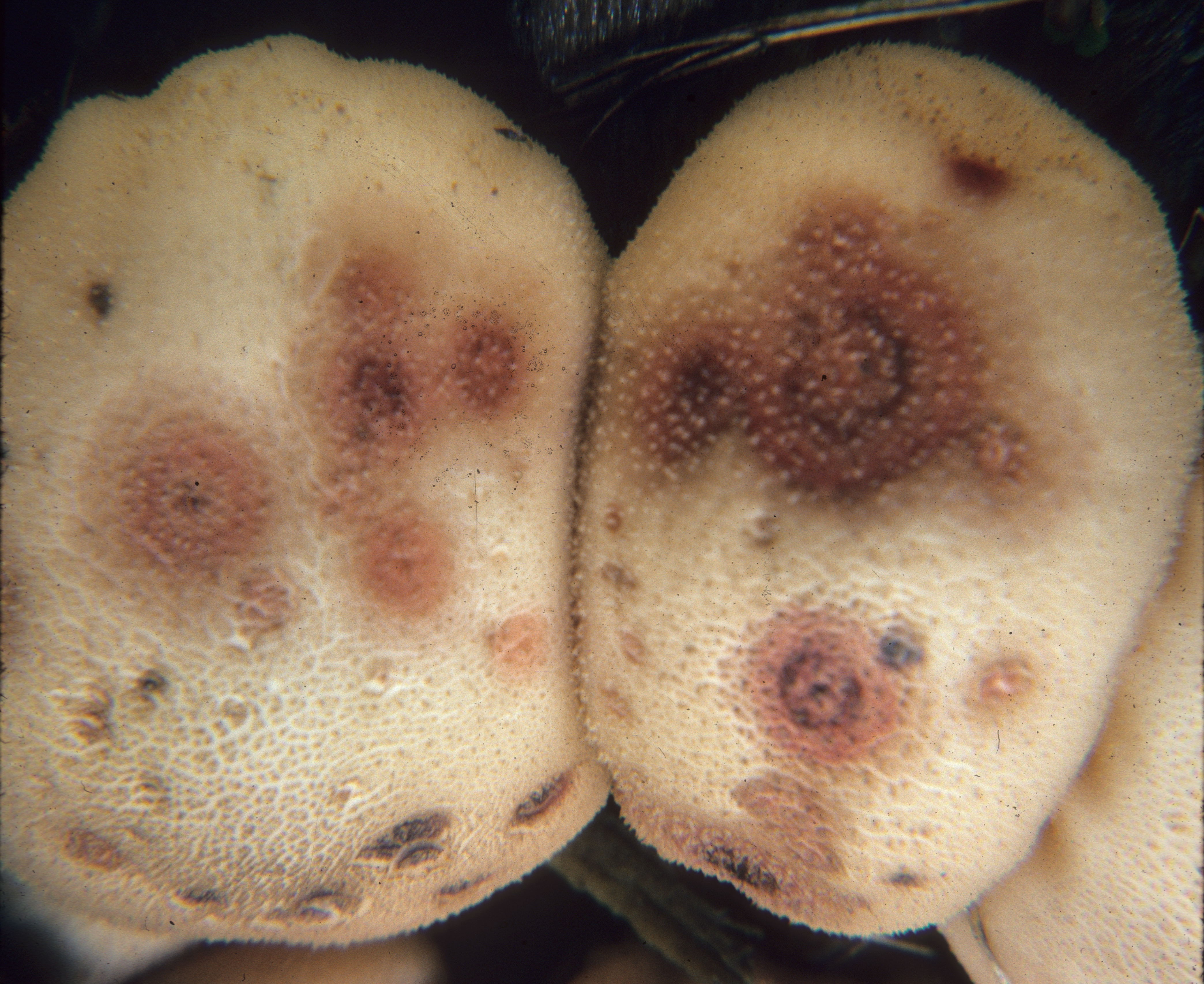 Epicoccum nigrum