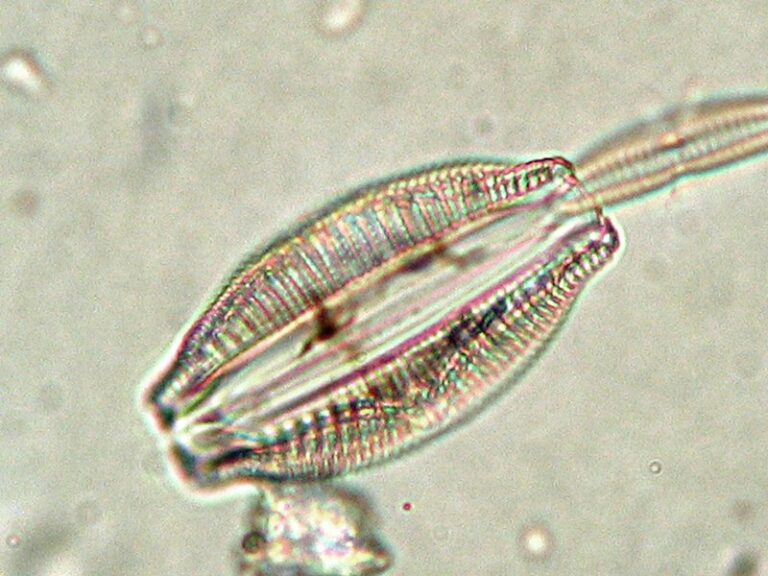 Epithemia sorex Epithemia sorex