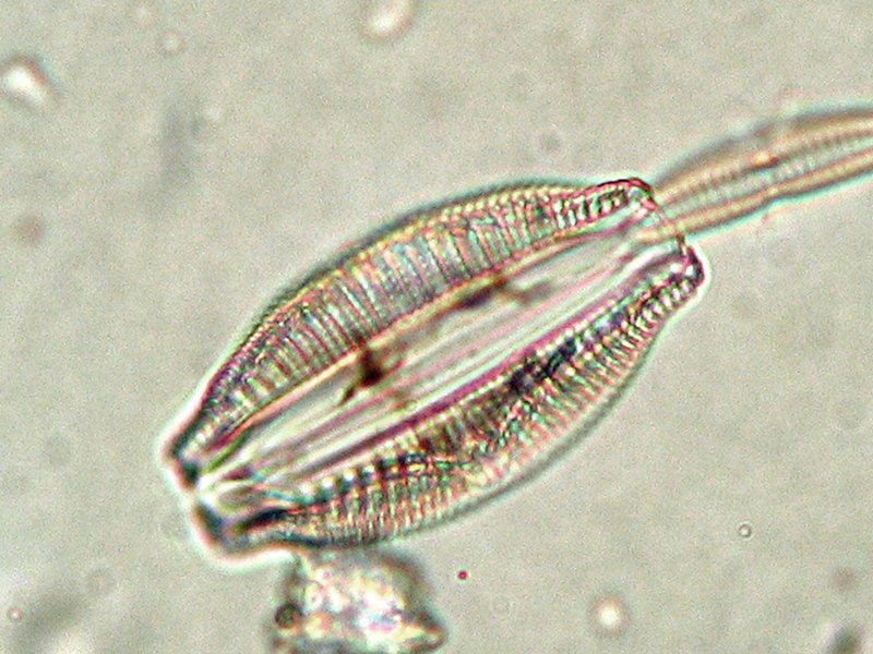 Epithemia sorex