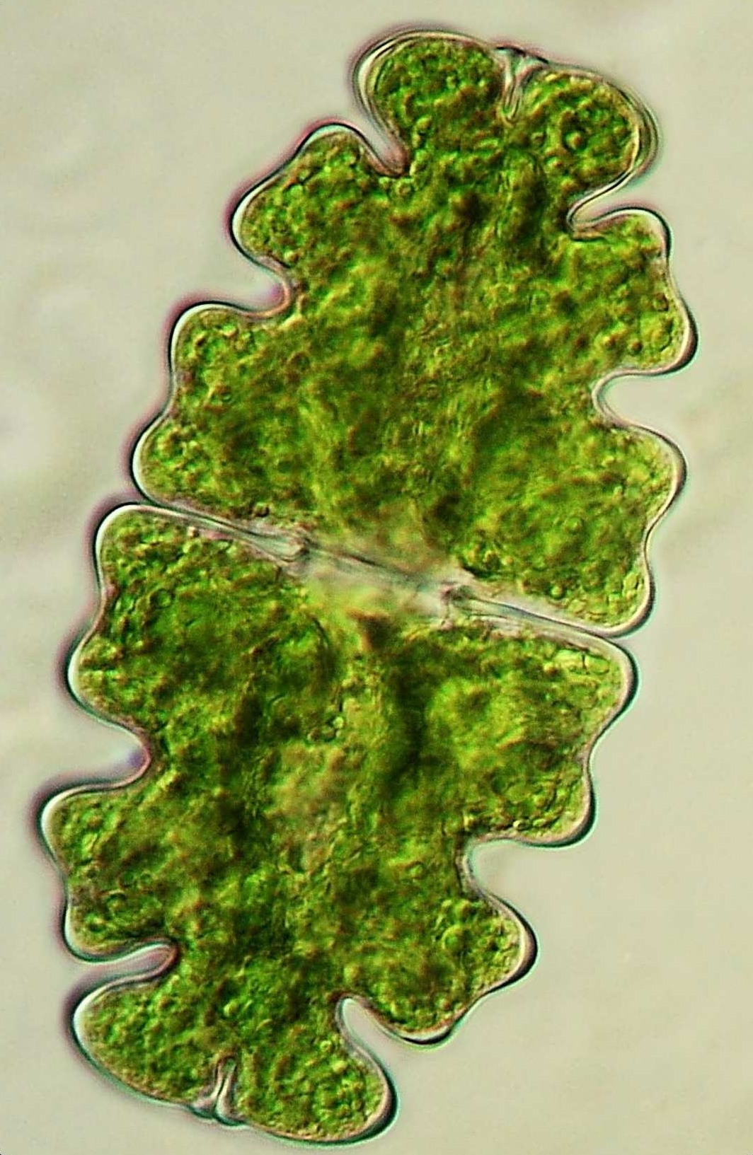 Euastrum oblongum