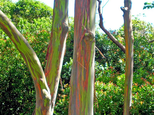 Eucalyptus deglupta (Eucalyptus deglupta)