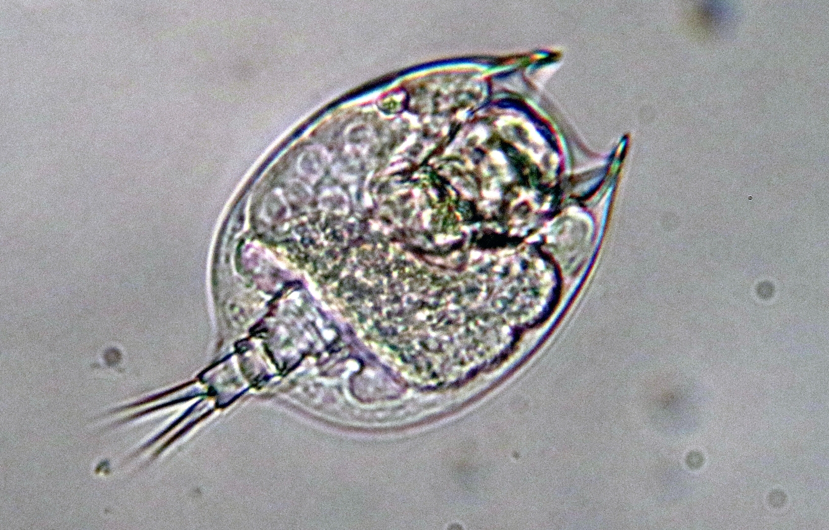 Euchlanis dilatata