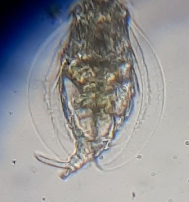 Euchlanis triquetra